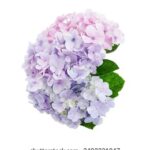 168六开彩开奖现场全程高清直播实况记录 c1cm2jzj2