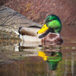 167开奖前后关联性深度解析:规律探寻与结果分析 fnmmfq