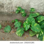 164期历史开奖号码全记录与详细数据分析 t21i29